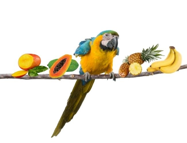Alternatives To Watermelon You Can Feed To Your Bird
