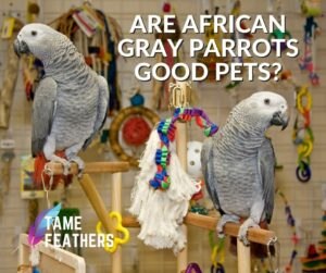 Are African Gray Parrots Good Pets?
