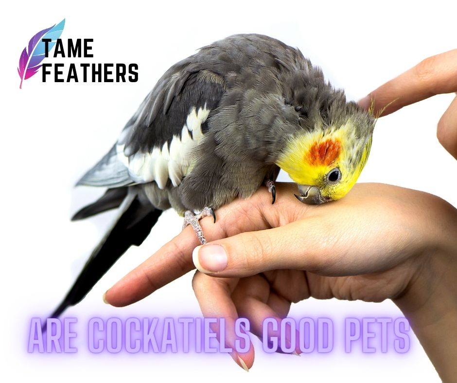 Are Cockatiels Good Pets