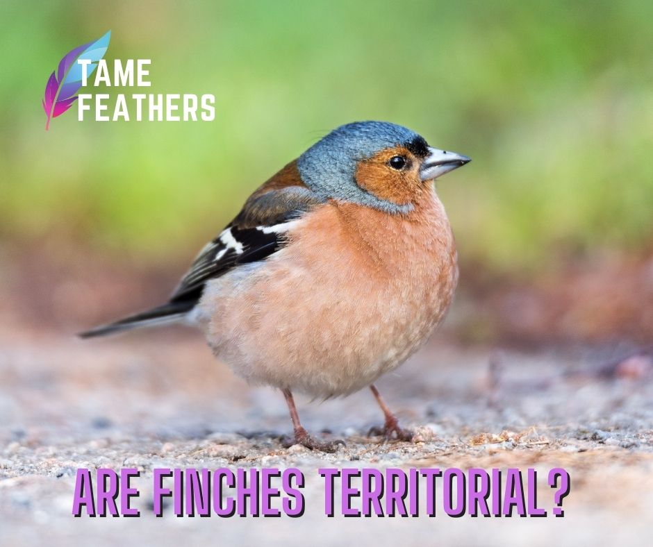 Are Finches Territorial?