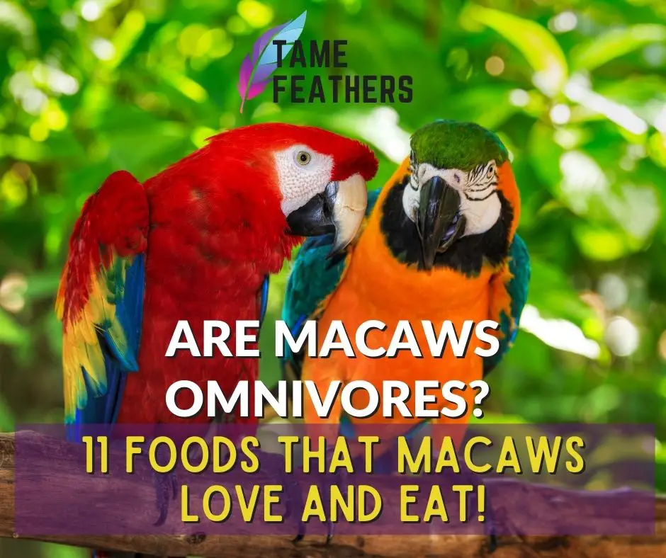 Are Macaws Omnivores