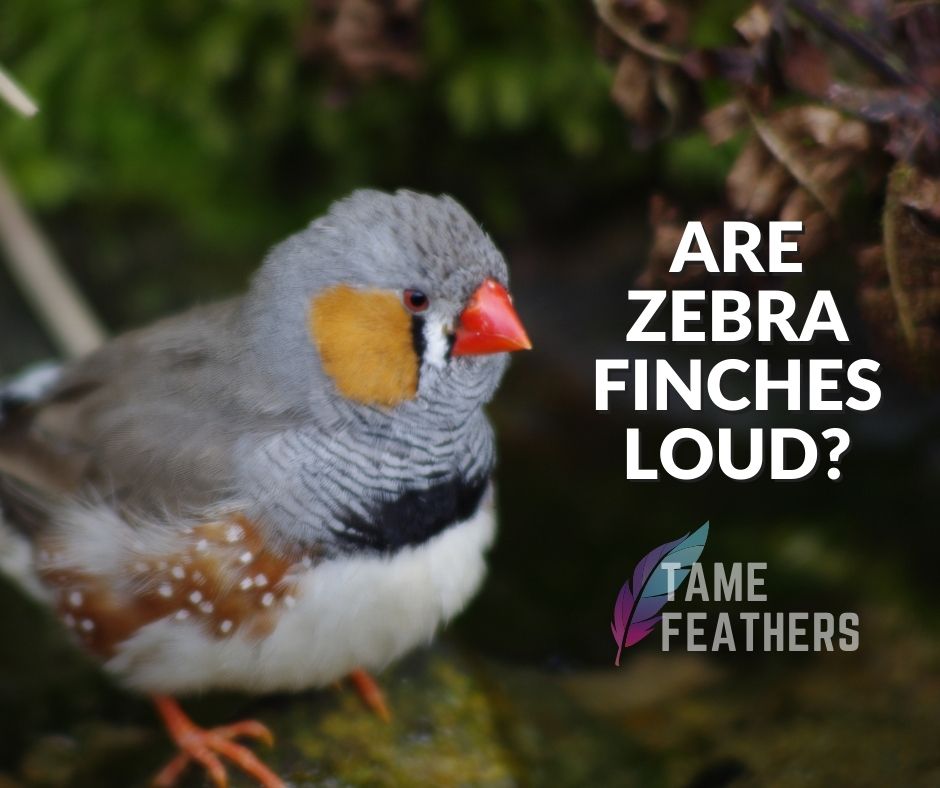 Are Zebra Finches Loud?