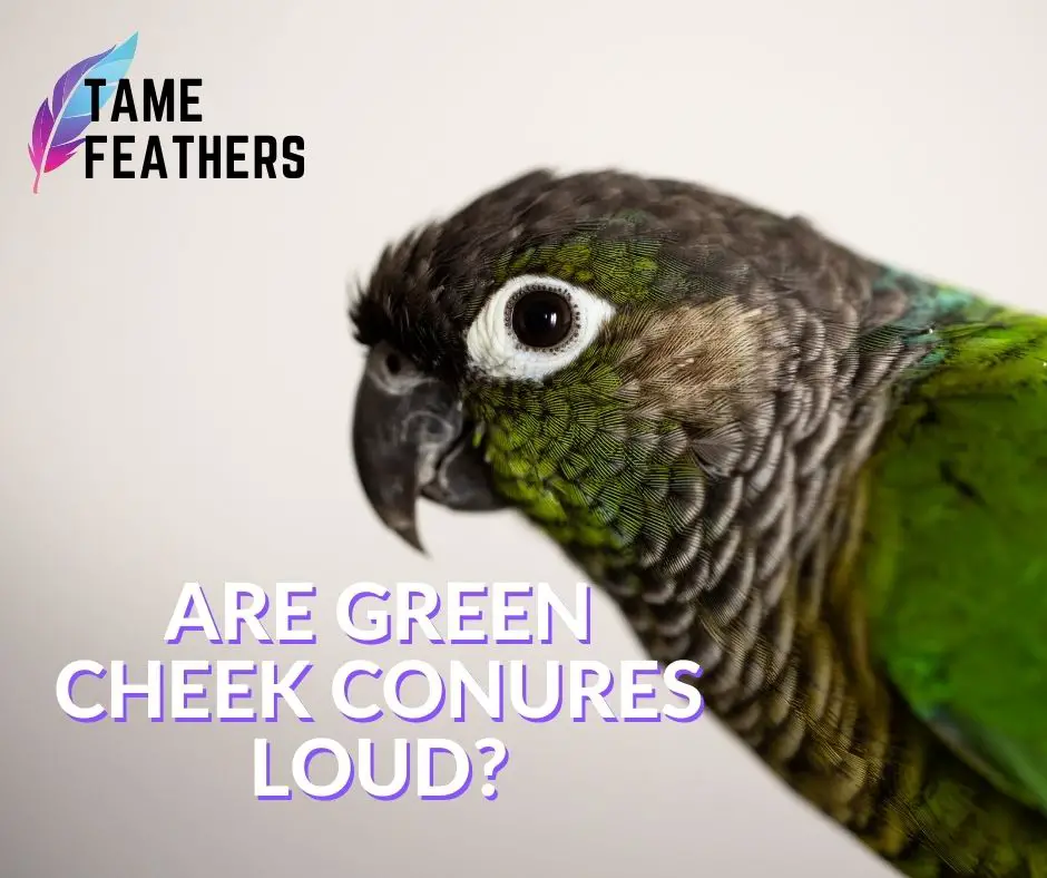 Are green cheek conures loud?