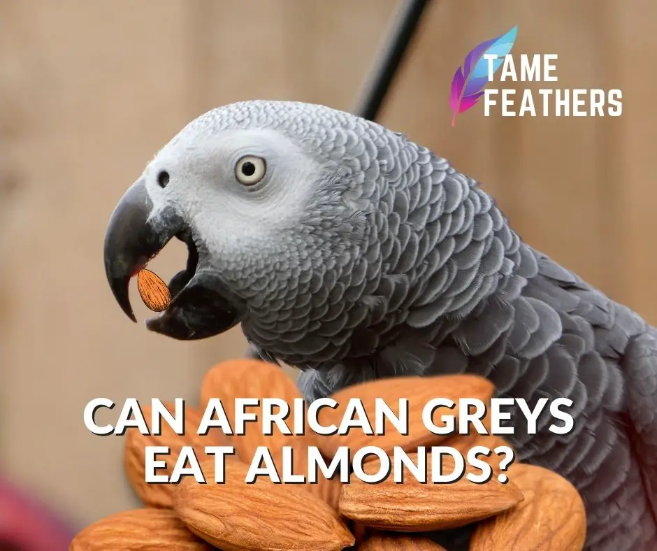 Can African Greys Eat Almonds?