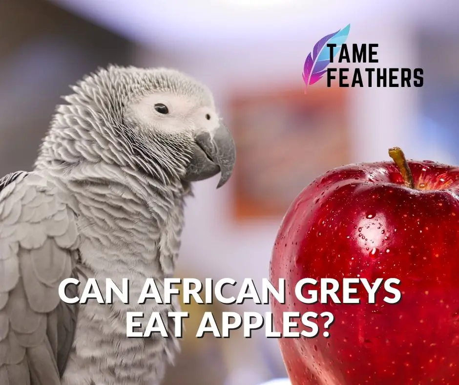 Can African Greys Eat Apples_