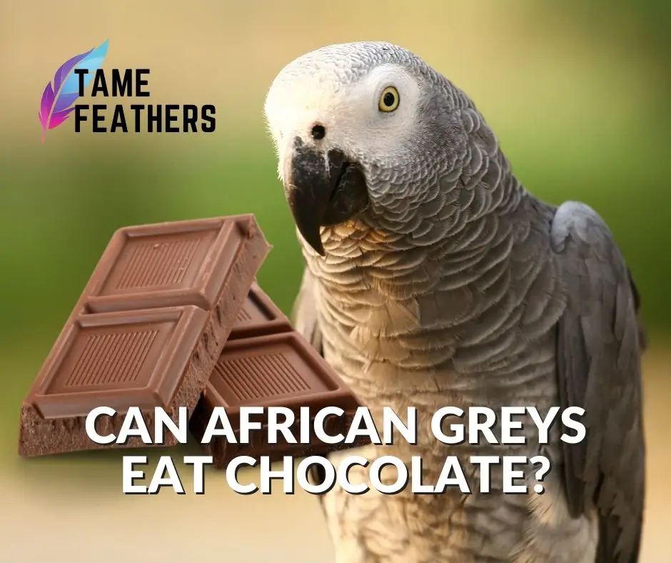 Can African Greys Eat Chocolate? - Tame Feathers