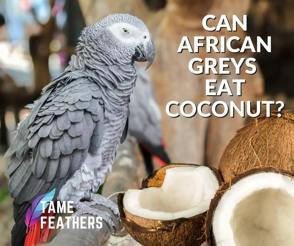 Can African Greys Eat Coconut
