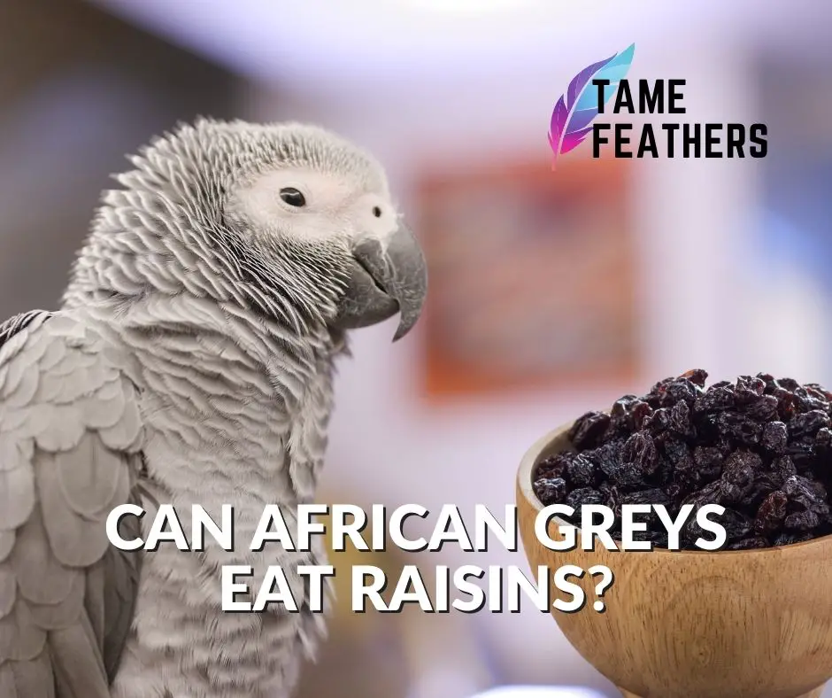 can african greys eat raisins