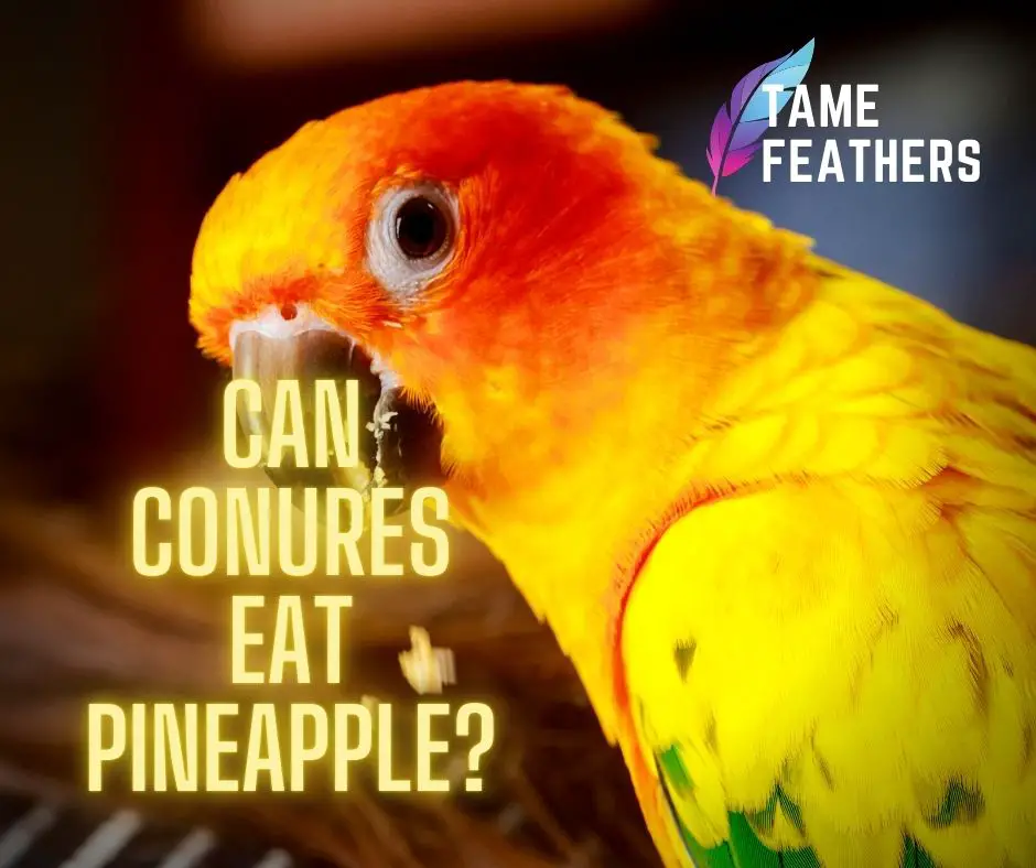 Can Conures Eat Pineapple?