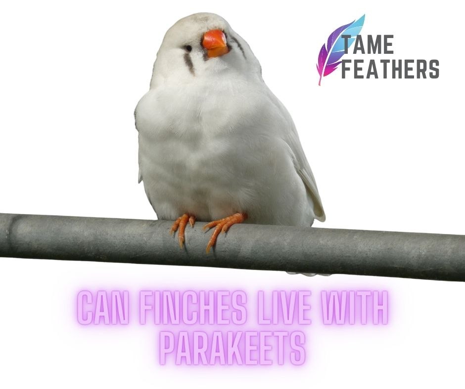 Can Finches Live With Parakeets?