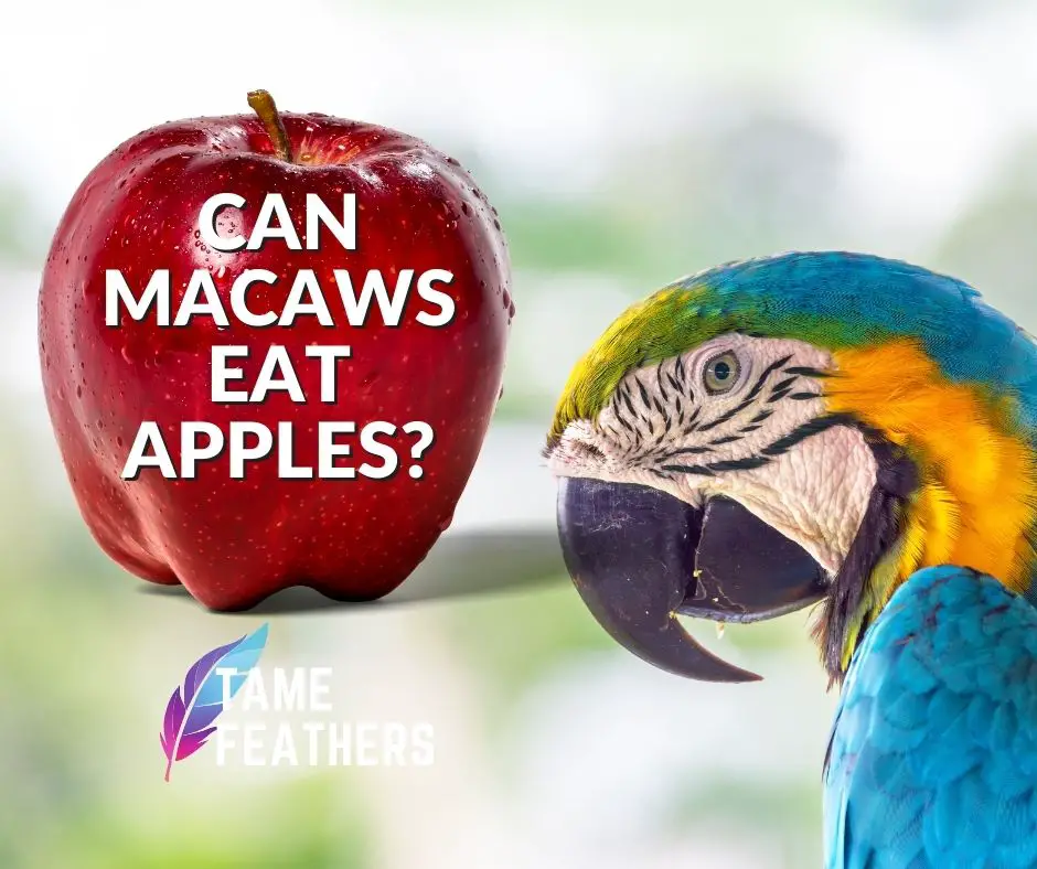 Can Macaws Eat Apples?