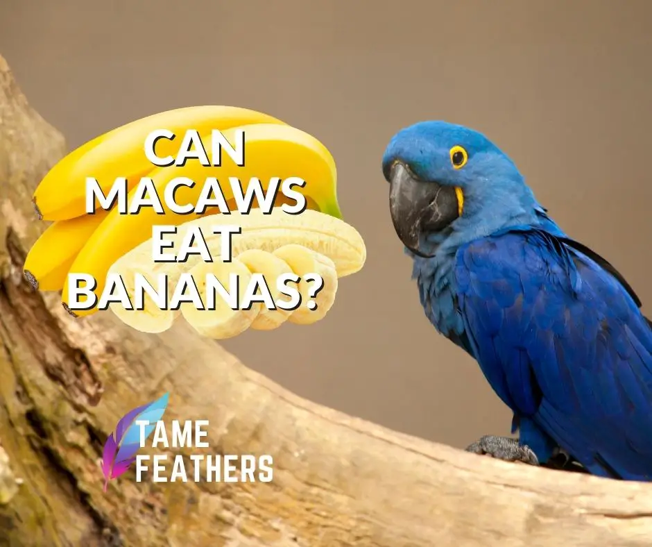 Can Macaws Eat Bananas?