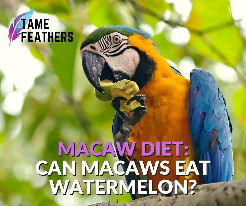 Can Macaws Eat Watermelon?