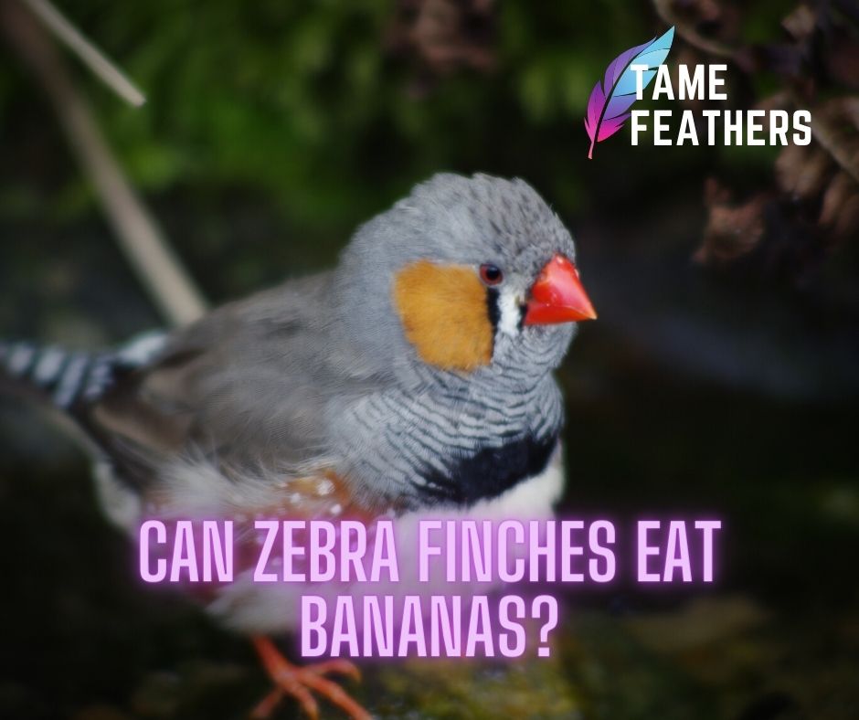 Can Zebra Finches Eat Bananas?