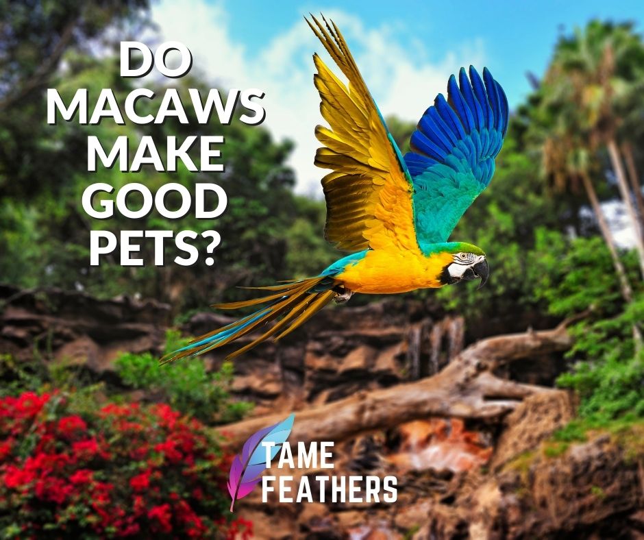 DO MACAWS MAKE GOOD PETS?