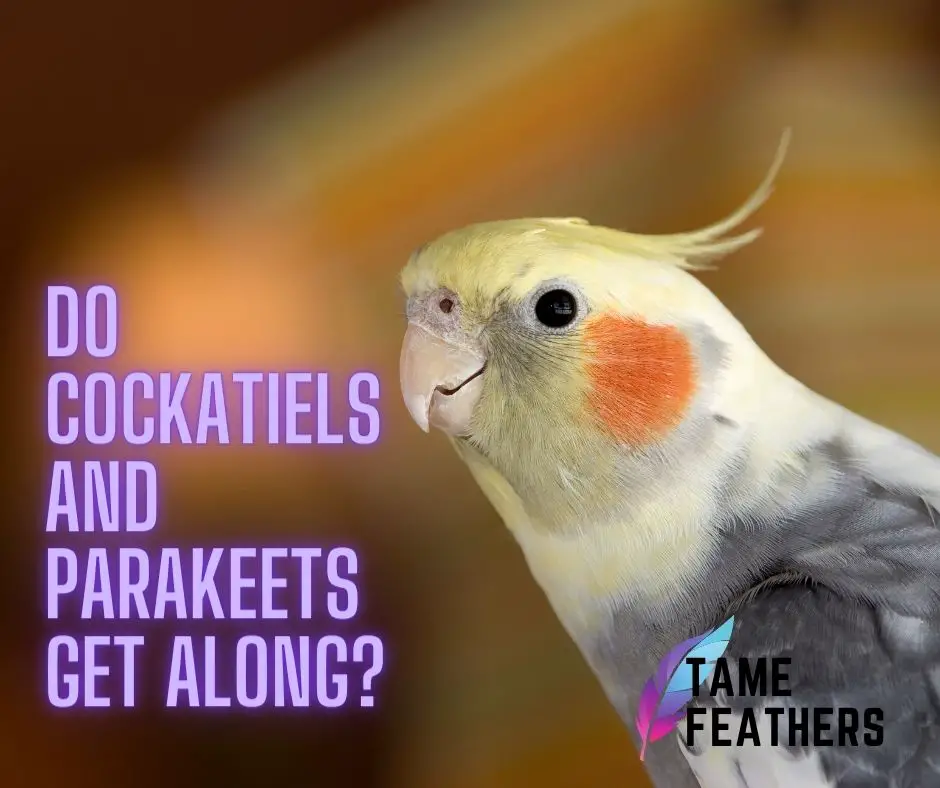 Do Cockatiels And Parakeets Get Along?