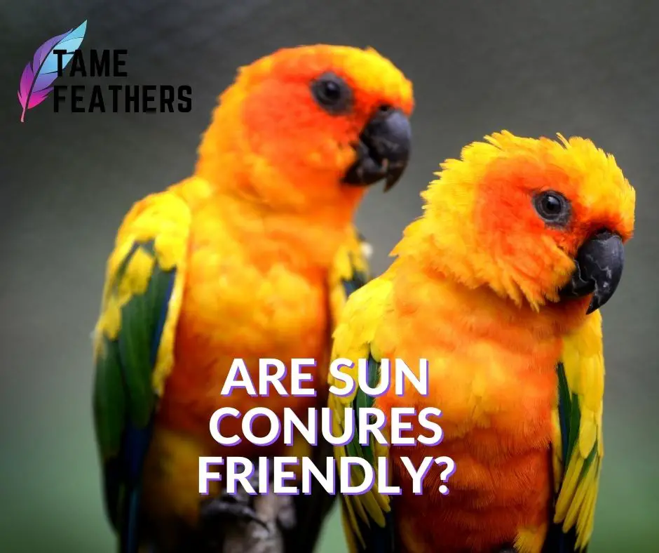 Are sun conures friendly?
