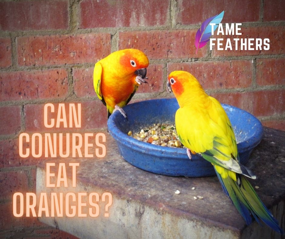 Can Conures Eat Oranges?