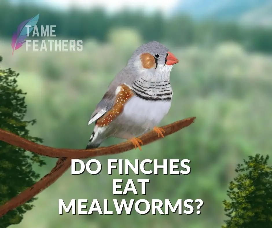 Do Finches Eat Mealworms?