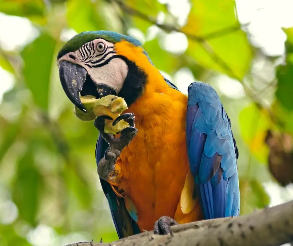 Do Macaws Eat Meat In The Wild?