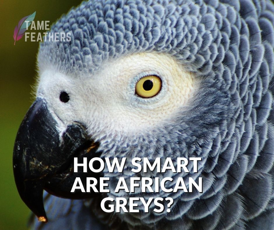 How Smart Are African Greys?