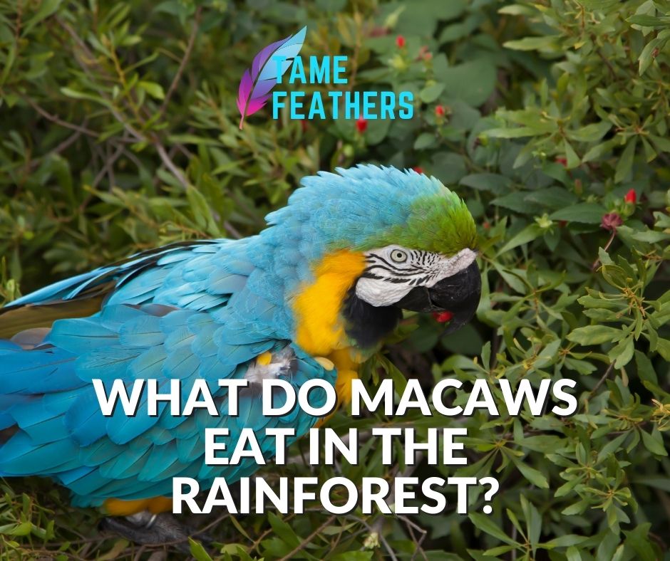 What Do Macaws Eat In The Rainforest?