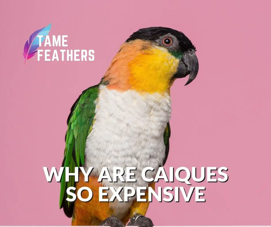 Why Are Caiques So Expensive