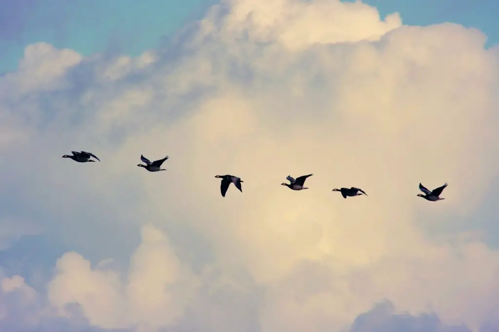 bird migration, geese, flying-4023842.jpg