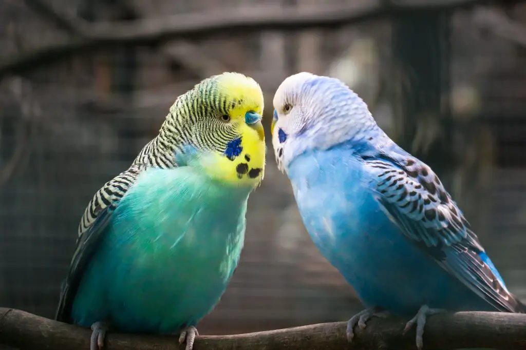 do Finches and Parakeets get along?