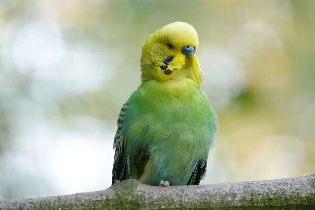 What Is A Parakeet?