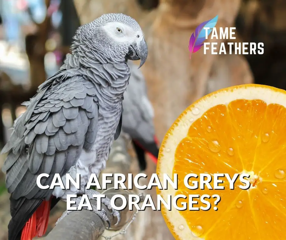 can african greys eat oranges