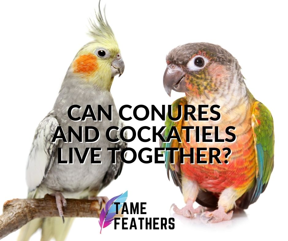 can conures and cockatiels live together