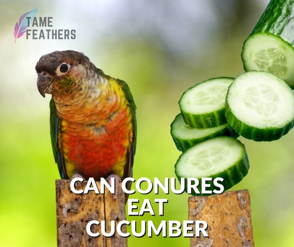 can conures eat cucumbers