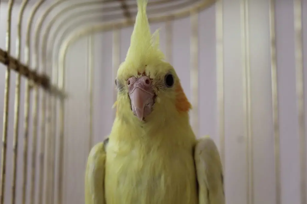 Do cockatiels recognize their owners?