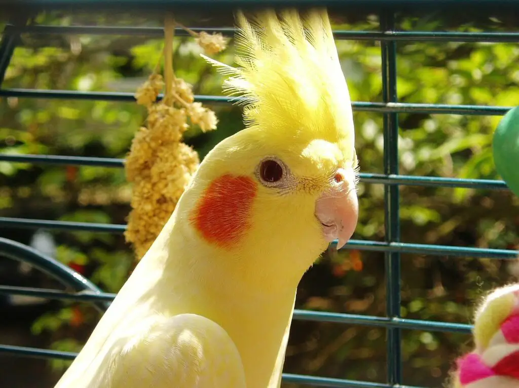 are cockatiels affectionate