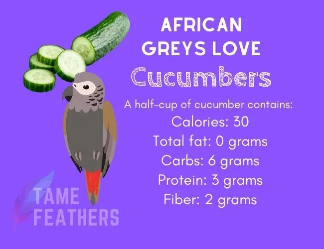 Can African Greys Eat Cucumber?
