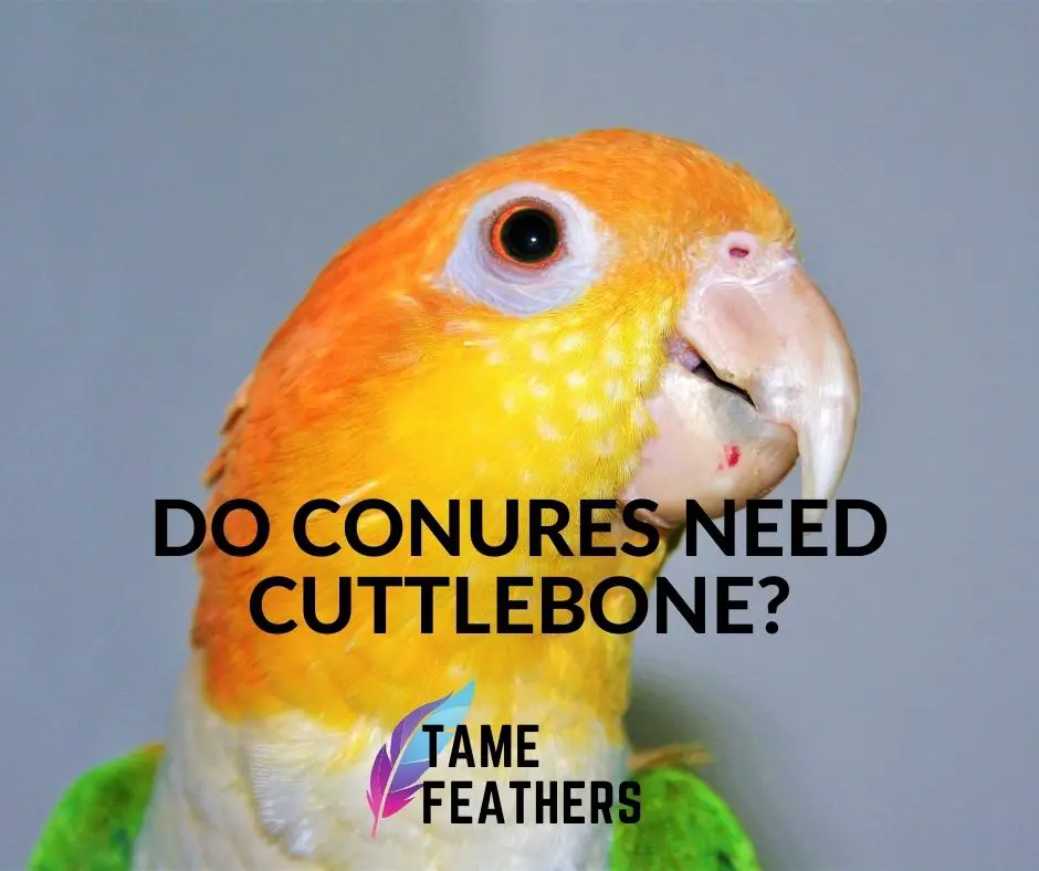 Do Conures Need Cuttlebone? Conure Beak Health