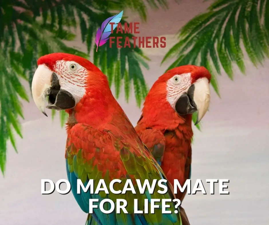 do macaws mate for life