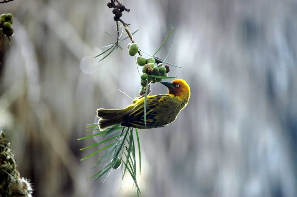 Can Finches Live With Parakeets?