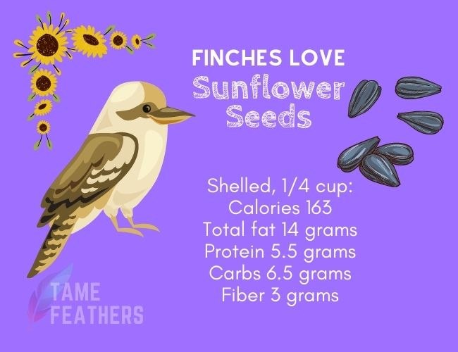 Do Finches Eat Sunflower Seeds?