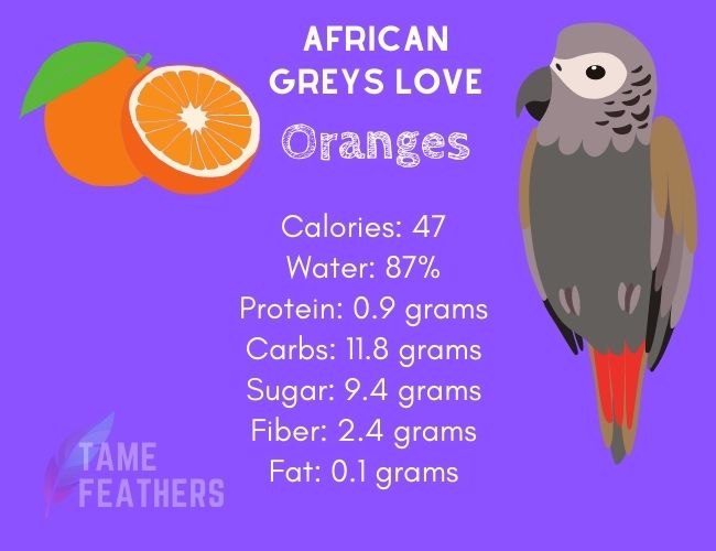 Can African Greys Eat Oranges?