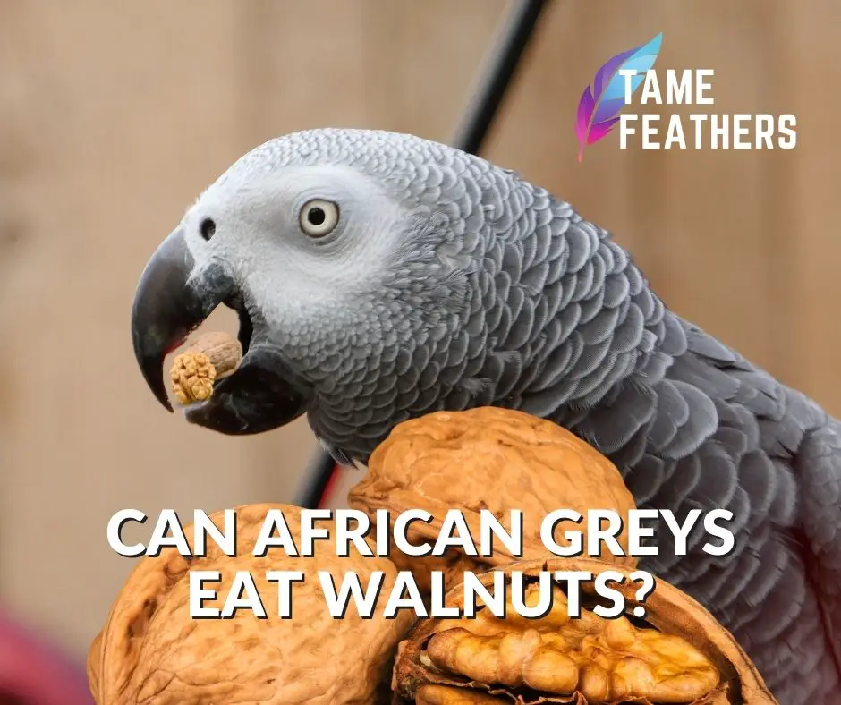 Can African Greys Eat Walnuts? - Tame Feathers