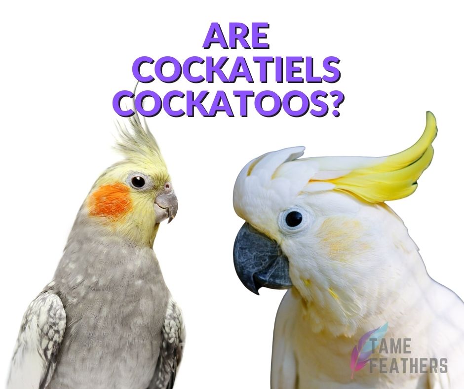Are Cockatiels Cockatoos? Are They The Same Thing?