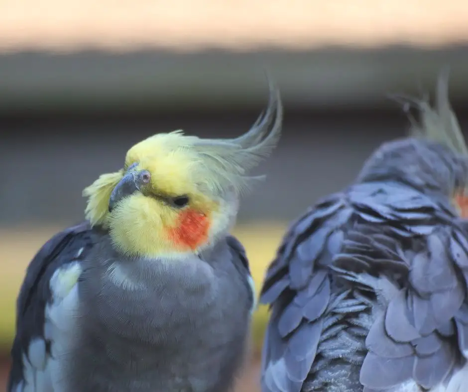 Are Cockatiels Endangered