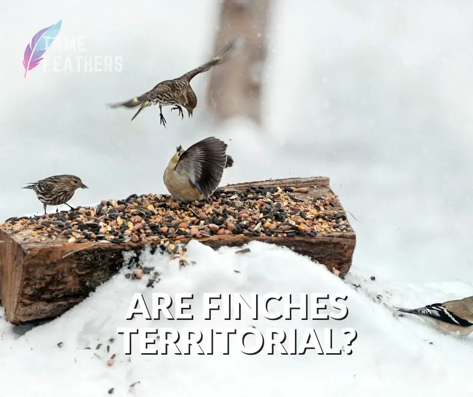 Are Finches Territorial