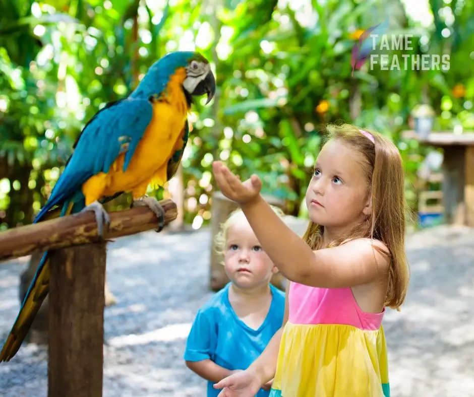 Are macaws dangerous for kids?