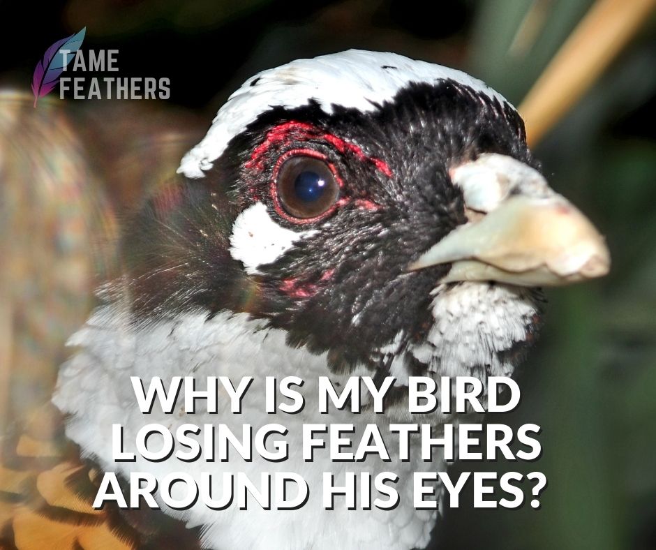 Why Is My Bird Losing Feathers Around His Eyes?