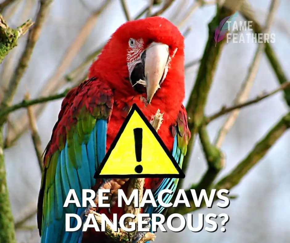 are macaws dangerous