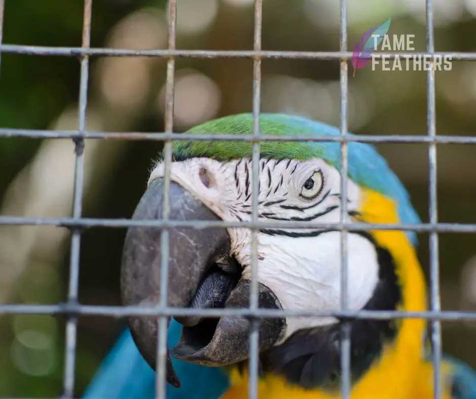 are macaws dangerous?