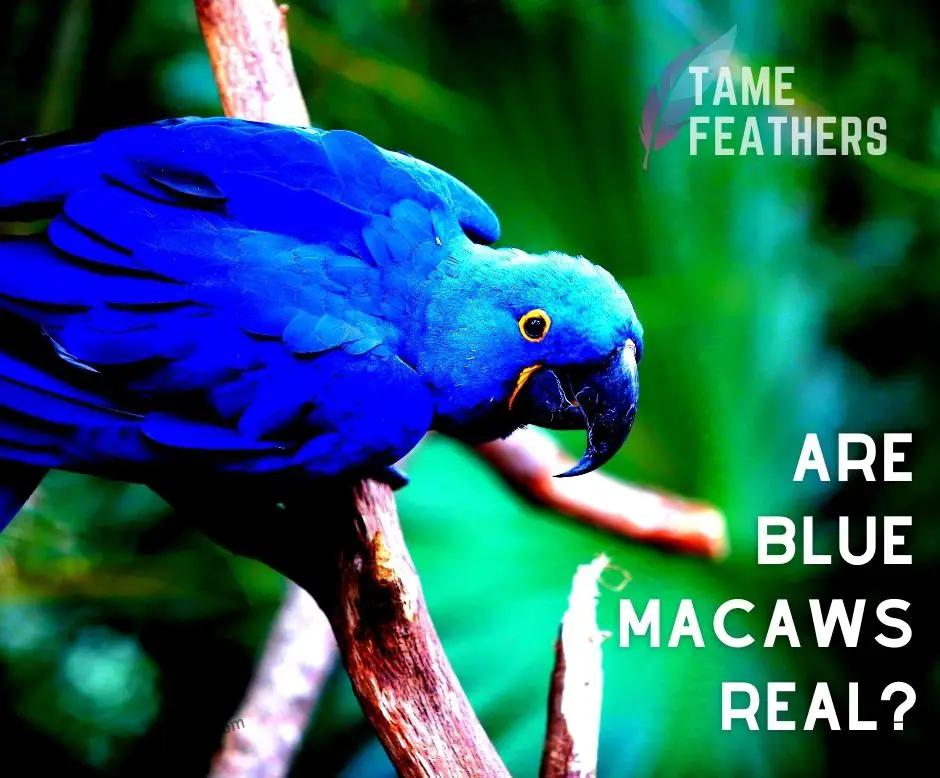 Are Blue Macaws Real?